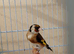 One Goldfinch female for sale