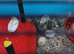 Chinese painted quail