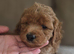 Ready, breeder, 4 dna clear red small miniature cockapoo litter
