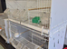 Breeding cages x2