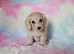 Beautiful long haired cream mini girl