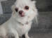 Stunning long coat chihuahua