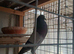 POUTER PIGEONS