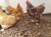 Pekin cockerels