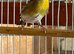 Goldfinch x red Siskin