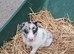 Lovely Farm Reared Merle Pups