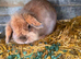 Lionhead female rabbit and cage