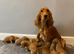 Cockapoo puppies F1 ready now