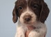 Springer puppies for sale