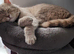 British shorthair lilac/cinnamon kittens