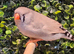 Charcoal finch