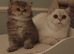 GCCF British Shorthair Chocolate Golden ColourPoint