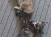 2 kittens girls