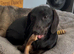 Pure black miniature Dachshund