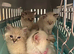 Beautiful ragdoll kittens