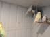 Baby budgies in cardiff