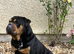 Lovely family pet - Stanley