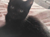 Black female kitten for sale