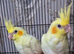 2 hand tame baby cockateals