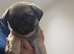 Pug puppie hull area