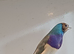 Cock gouldian finch