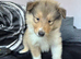 Male KC Sable and white Rough Collie Pups