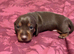 Beautiful chocolate n tan dachshund girl puppies