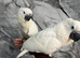 Friendly Super Tame HandReared Cuddly Umbrella Cockatoo