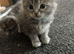 3 beautiful kittens looking for their forever loving home