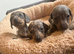 Dachshund puppies