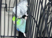 Baby parrotlets Glasgow