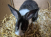Dutch rabbits ready for new homes