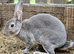 2 mini rex boys