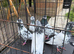 Pakistani high flyers pigeons teddy