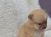 Puppies
