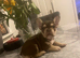French bull dog