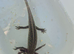Axolotl