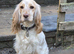 Stunning showtype cocker spaniel pups all reserved