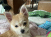 Pom/Maltese cross- Wendy