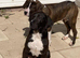 bully kutta x