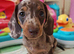 Miniature Dachshund Puppies - 1 Boy & 2 Girls - Blackpool.