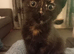 7 beautiful fun loving kittens looking for their forever loving home