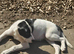 Border collie cross labrador female