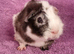 BEAUTIFUL MALE GUINEA PIGS