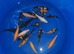 koj carp for sale