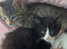 Male tabby kitten