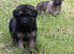 8 Stunning German Shepherd pups
