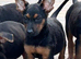 Chinese red dog pup