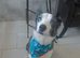 Fullt trained Blue merle boy