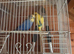 Budgies For Sale